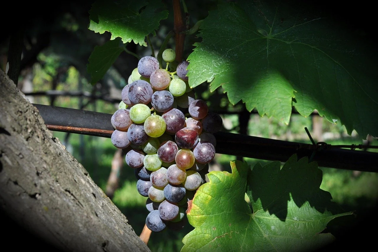 7 health benefits of eating grapes