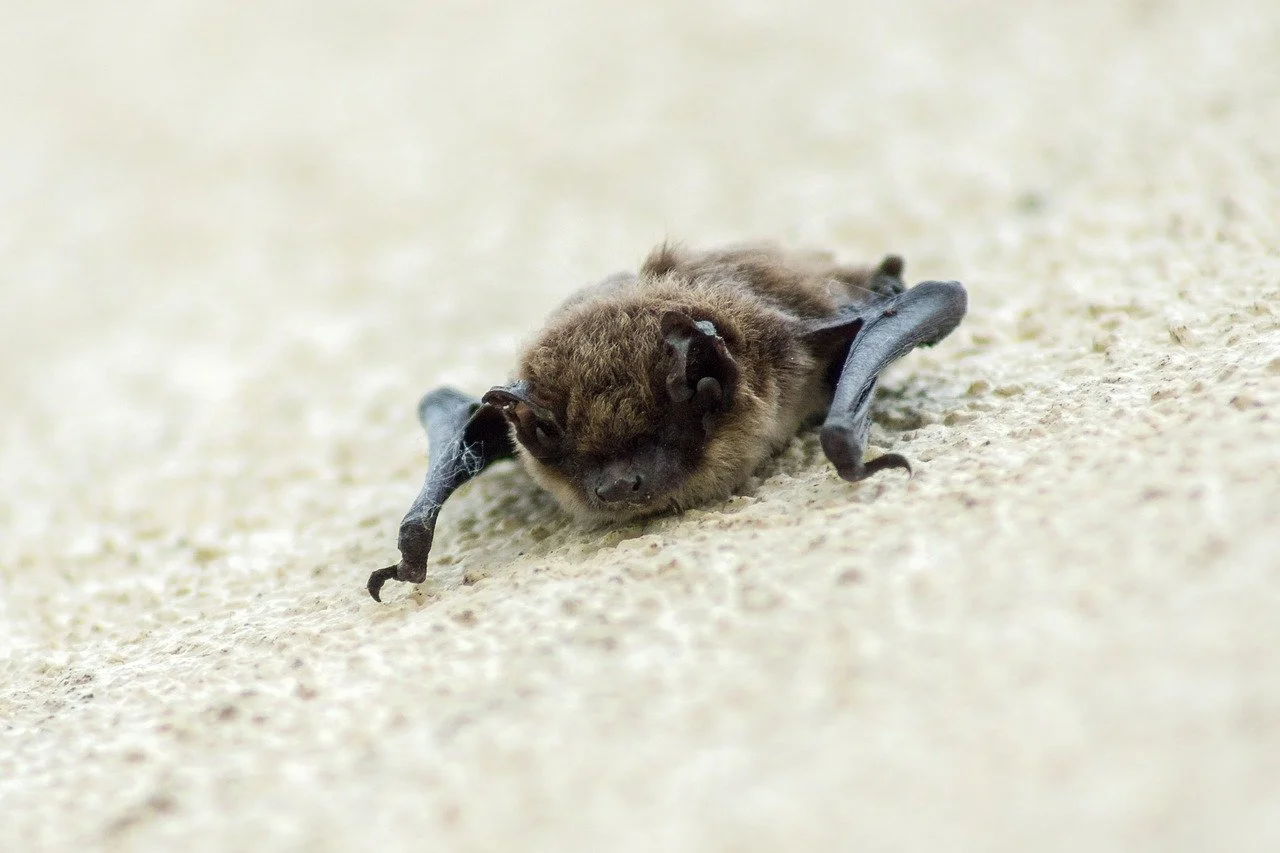 How to Protect Yourself from Nipah Virus