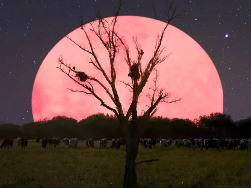Pink Supermoon going to appear in India on April 8
