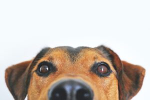 Top 10 Indian Dog Breeds